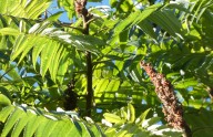 Staghorn sumac vs. poison sumac: How to identify the difference
