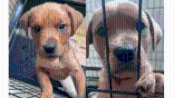Puppies found dumped in Randolph woods