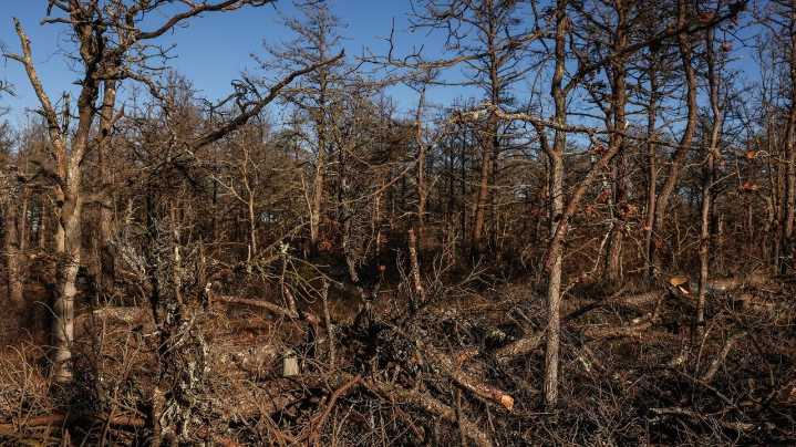 Dead trees in Hither Hills, Napeague state parks to be cut, burned due to southern pine beetle, wildfire concerns