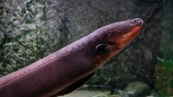 La anguila, al borde de la extinción por su escasez y por el deseo humano de exclusividad