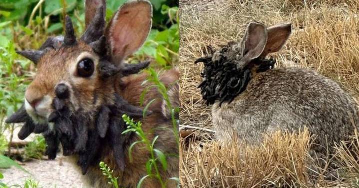¿Apocalipsis zombie? Aparición de conejos con “tentáculos” en la cabeza genera preocupación