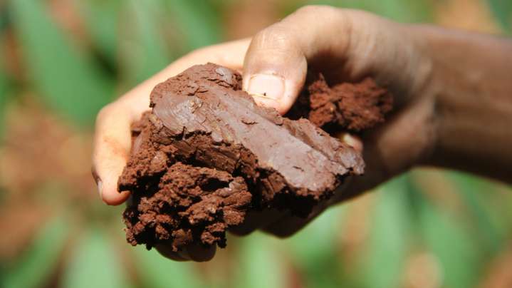 The Underrated And Fast-Growing Tree That Grows Well In Clay Soil
