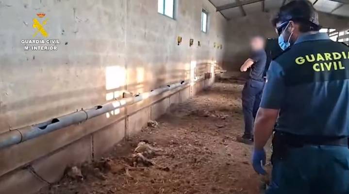 ‘El Patilla’, el cazador extremeño que mató a 32 perros de hambre y sed durante dos meses