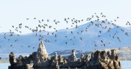 A long-journeying bird connects lakes in California and Argentina — and two communities