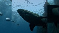 Avistan al “monstruo de Malpelo”, una de las especies más dóciles del océano