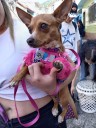 ‎Gobernación de Mérida desarrolló jornada veterinaria integral en el sector San José