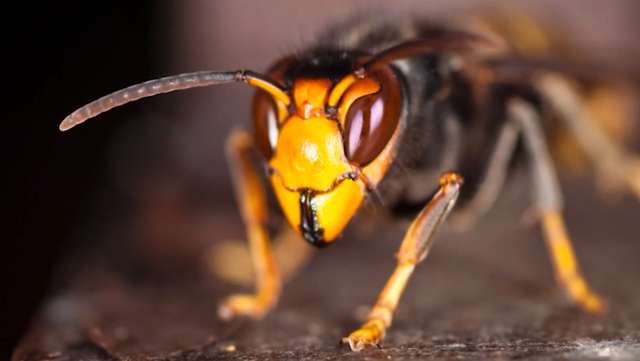 Massive nest belonging to invasive hornet found in Georgia