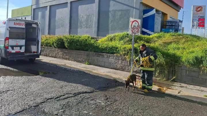 Rescatan a lomito que cayó a registro sobre la carretera Pachuca
