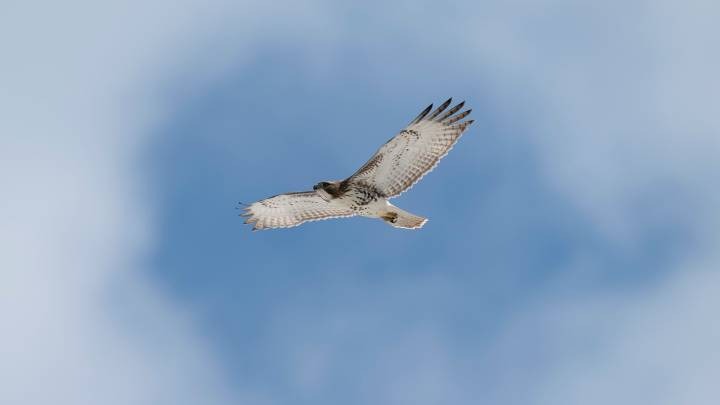 What to know about 'Wings Over Mackinac,' a bird migration program