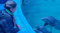 Ambiente de la Nación participó del traslado de lobos marinos y verificó el estado de delfines en el Aquarium de Mar del Plata
