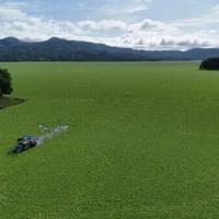 'Water lettuce' chokes tourism, fishing at El Salvador lake