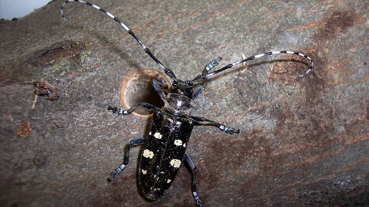 Check your trees for invasive pests