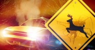 Carterville Police warn of high deer activity on main roads