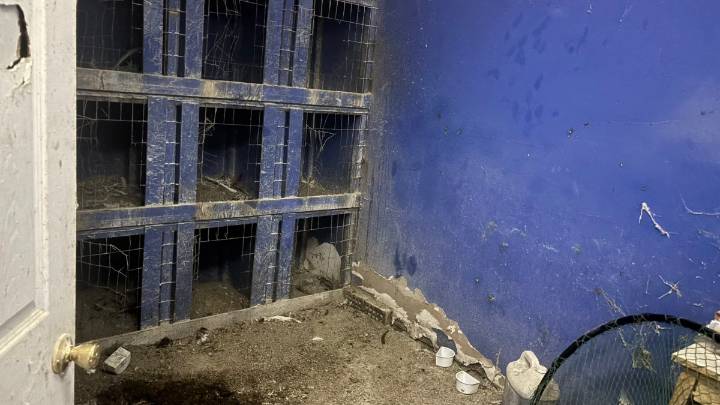 Chickens rescued from cockfighting ring in Kensington