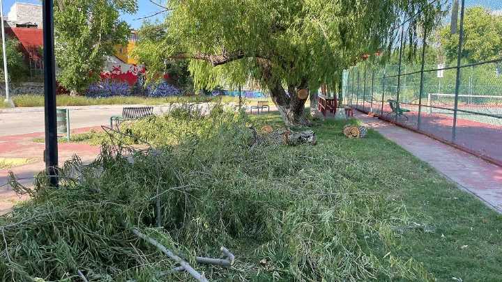 Denuncian poda de árbol en parque La Cantera