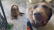 Oklahoma Owner Let His Dog Play Outside In The Cold Only To Realize Something Was Stuck On His Mouth