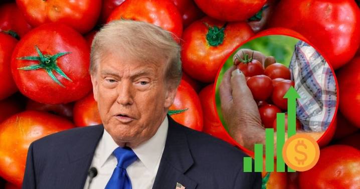 México fija precios mínimos para la exportación de tomates a Estados Unidos tras la cancelación del acuerdo antidumping