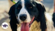 Centro veterinario municipal de Curicó invita a jornada de adopción