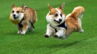 Little legs, big dreams: More than 100 teams compete in Lithuania's international Corgi race