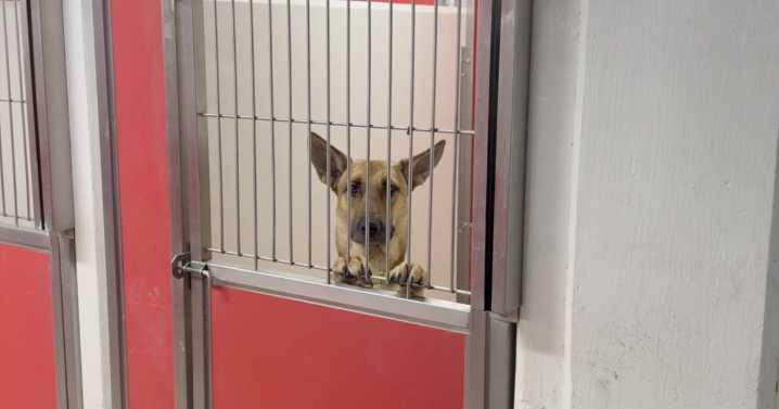 More Tucson families surrendering dogs amid financial struggles