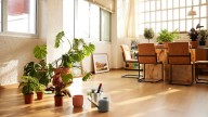 Ni cactus ni bonsáis: la efectiva 'planta ventilador' que absorbe el calor de su hogar