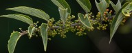 Cannabis Compound Discovered Inside a Totally Different Plant