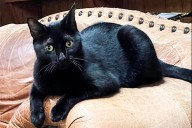 Cat in Florida Helped Scientists Discover New Virus Strain