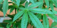 Arizona sees drop in revenue from marijuana sales for second straight year