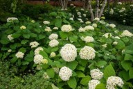 It’s OK to keep planting in late summer