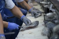 Huila exportó en bienes no mineros US$624,2 millones en primer semestre