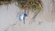 Hallan carabelas portuguesas en varias playas de Bergondo y Veigue