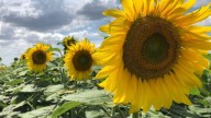 Un amplio frente de tormenta dejó importantes lluvias para los cereales de invierno y el girasol