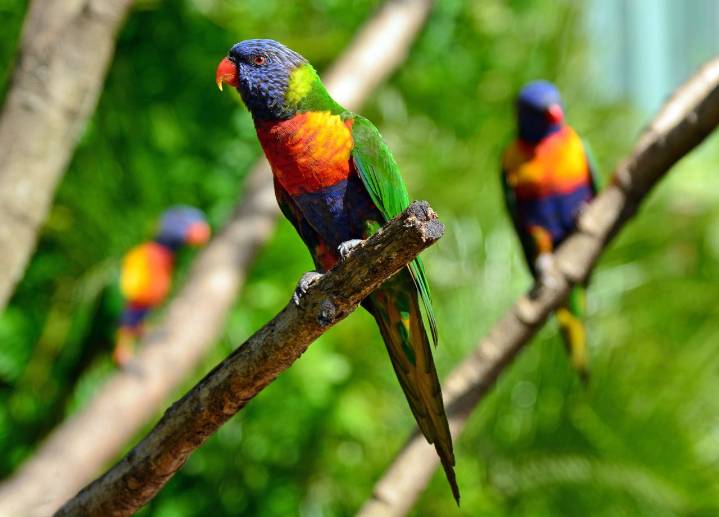 Australia: ¿han cambiado de sexo las aves realmente debido a la contaminación?