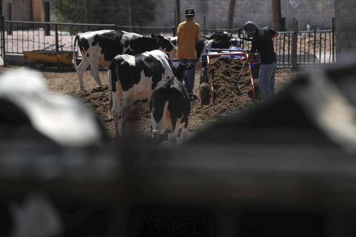 Ganaderos mexicanos suman 850 millones de dólares en pérdidas por veto fronterizo de EEUU