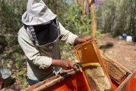 Apicultores de Hopelchén celebran buen año por abundante vegetación, pese a precios bajos