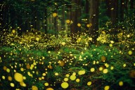 Fireflies in Summer