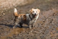 11 Messy Dog Breeds Known For Making Huge Disasters