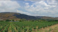 Arranca la vendimia más negra: daños por cuantificar y un paisaje calcinado