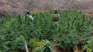 En cateo FGR asegura plantas de marihuana en Tizayuca, Hidalgo