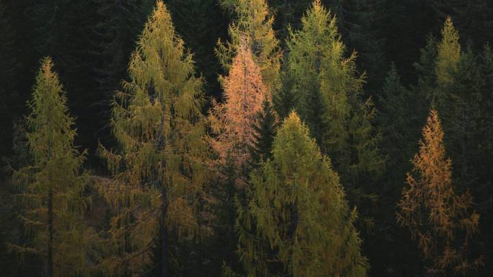 Quebec government renews promise to make changes to forestry reform bill