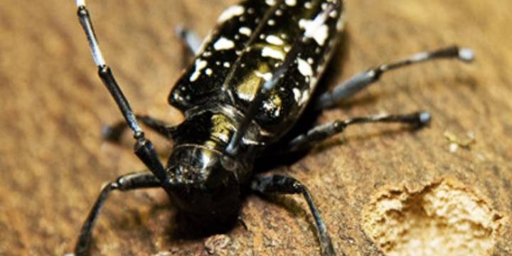 USDA asks public to help report sightings of invasive beetle