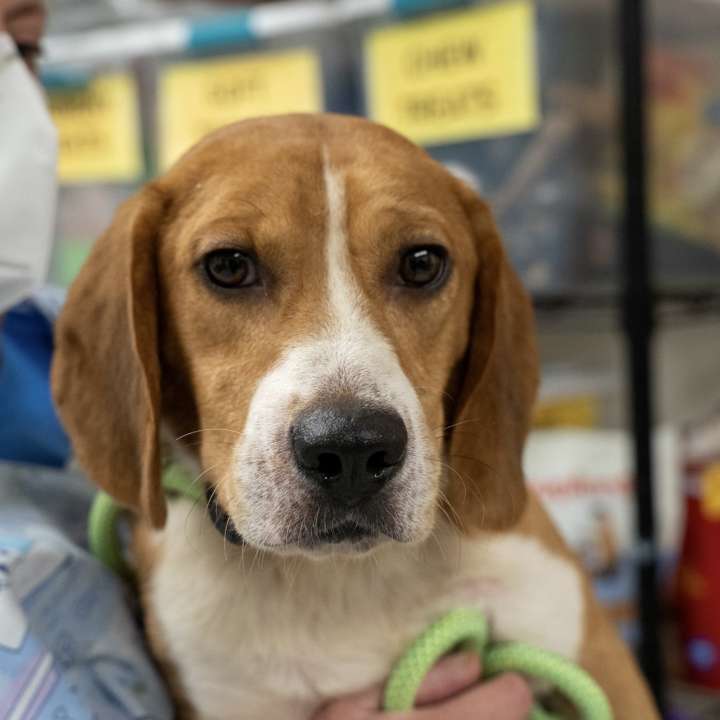 More than 30 beagles rescued from Mass. home. These 5 are ready to adopt
