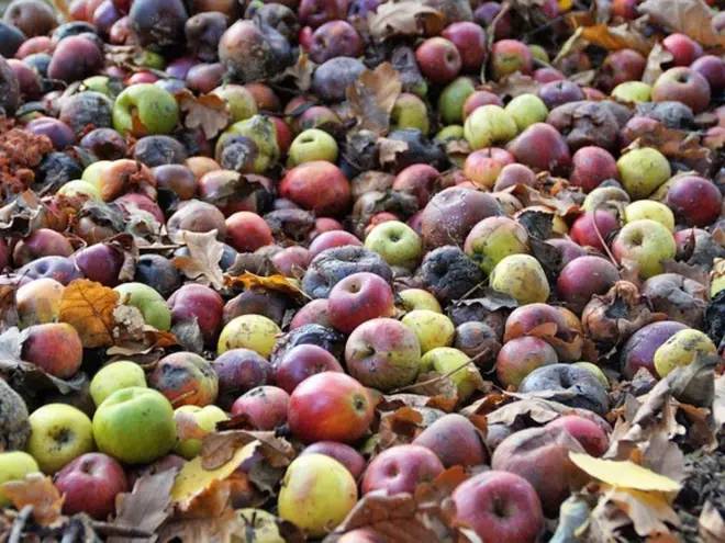 Cómo evitar el desperdicio de alimentos en la casa; cuida tu bolsillo y el pleneta