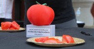 5 formas de preparar el tomate aragonés premiado como el mejor de España en 2025