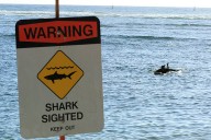 Signs posted for shark at Waimea Bay, jellyfish in Waikiki