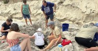 Turtle nests not so lucky after Hurricane Erin