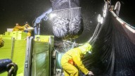 Menos sardina en los mercados al bajar el tope semanal del cerco un 40 y un 46,6 %