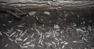 Dead fish and low water: Lolo Creek is experiencing 'climate weirding'