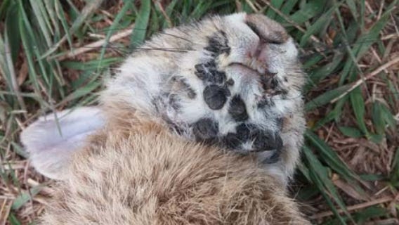 Frankenstein rabbits with tentacles in Ohio? What ODNR says