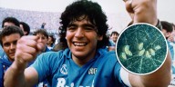 Descubren una nueva especie de caracol marino en el sur argentino que lleva el nombre de Maradona